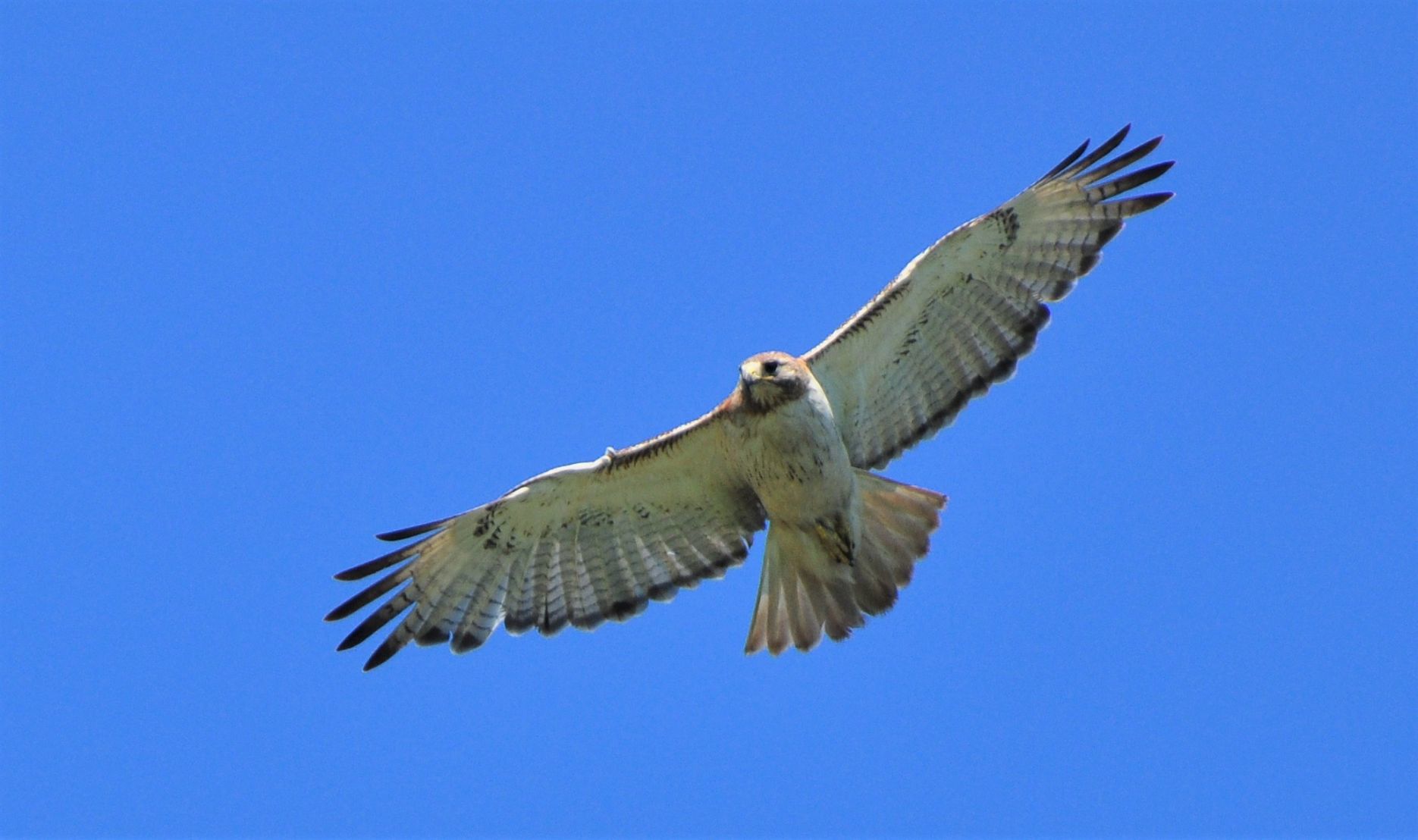 Red-tailed hawk